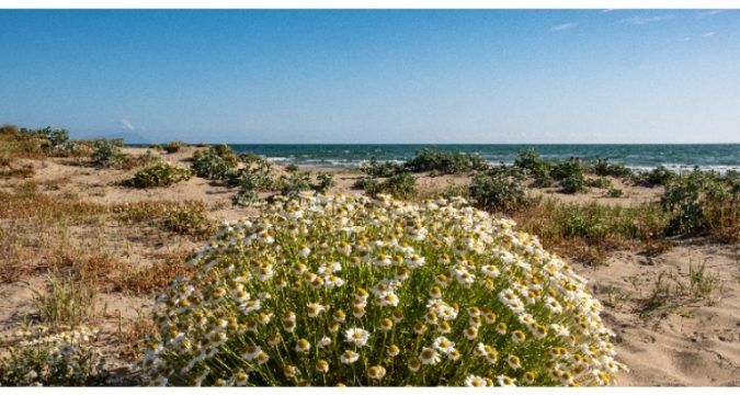 Le dune e la flora delle spiagge