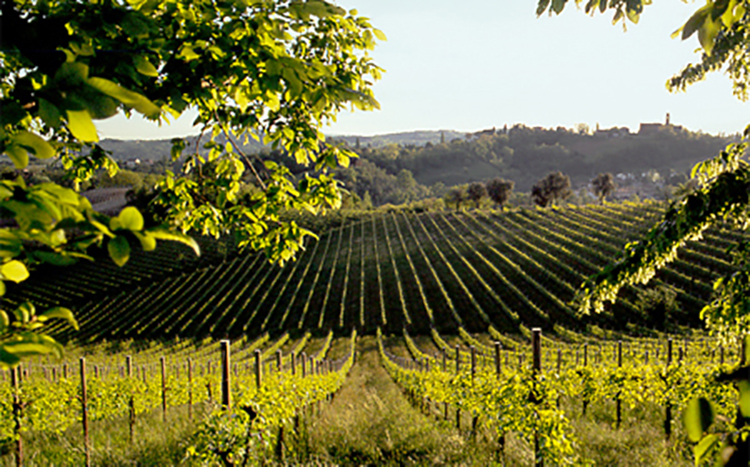 Le colline del Prosecco di Conegliano e Valdobbiadene