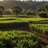 Pratica di agroforestazione che integra alberi e colture per sostenere l’ecosistema