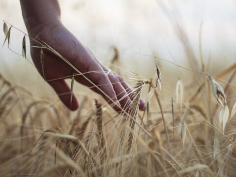 Agrifood summit